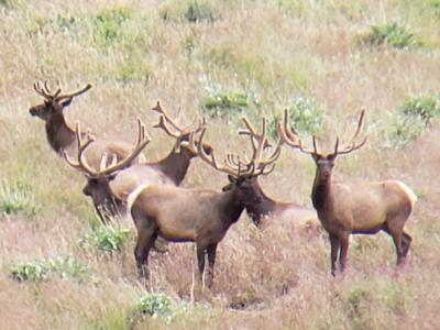 picture of elk in velvet
