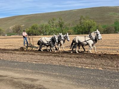 Spring Farming Days